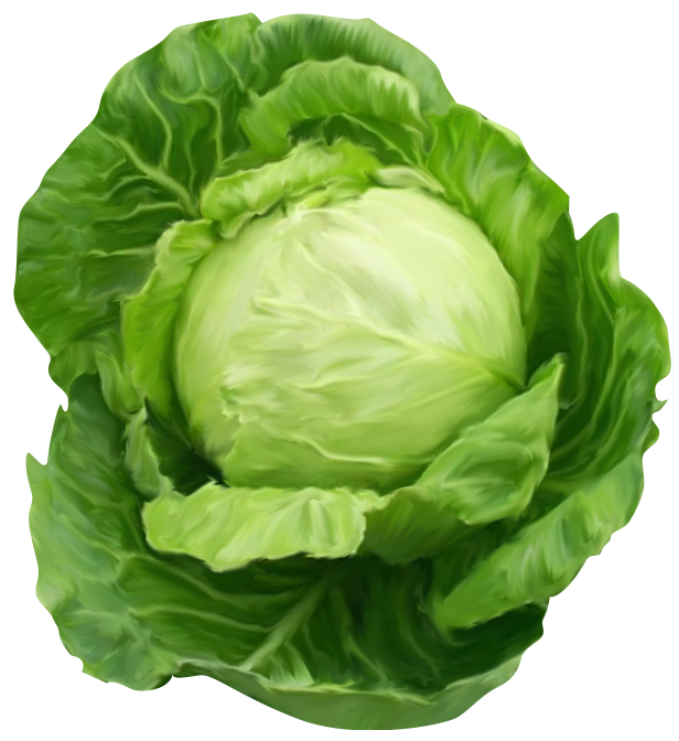 Cabbage