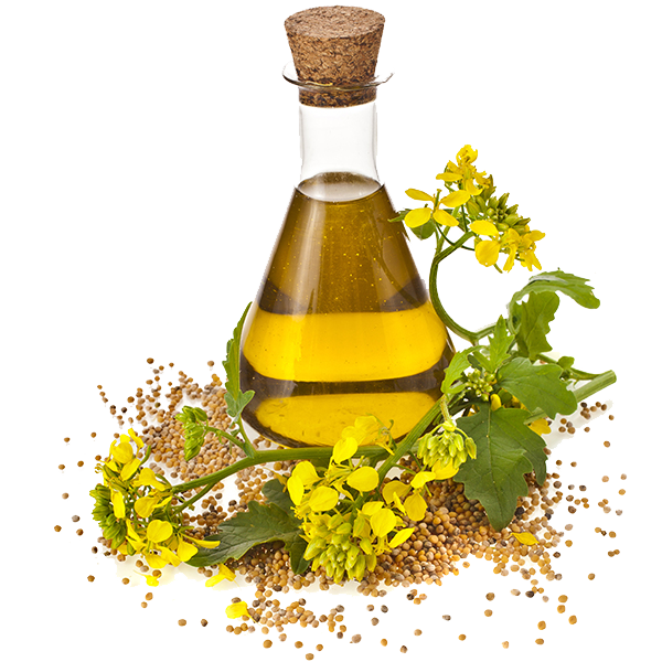 kisspng-canola-cooking-oils-rapeseed-seed-oil-sunflower-oil-5acb8aa94f8345.1682302615232887453257